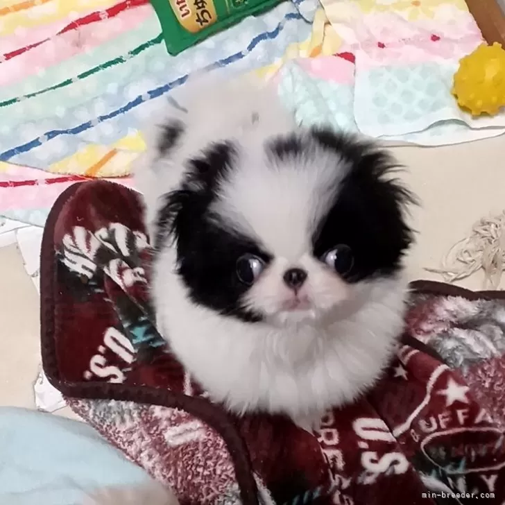 ID：2402-06204の子犬
