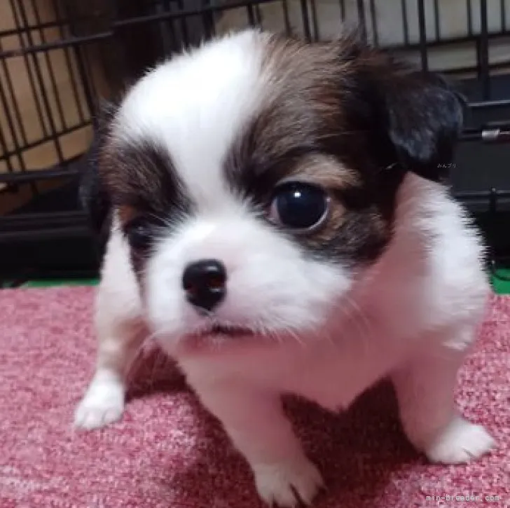 ID：2309-03545の子犬