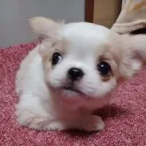 ミックス(狆×チワワ)【岡山県・女の子・2023年8月31日・白茶】の写真1