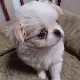 ミックス(狆×チワワ)【岡山県・女の子・2024年2月1日・白茶】の写真1「１人っ子で大人しいです」