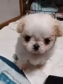 ミックス(狆×チワワ)【岡山県・女の子・2024年2月1日・白茶】の写真3