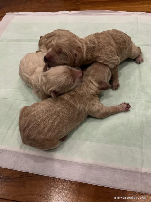 橋本友紀ブリーダーのブログ：ゴールデンドゥードル🐶🐾出産しました