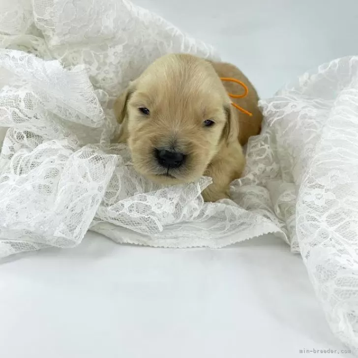 ID:2412-06197の子犬