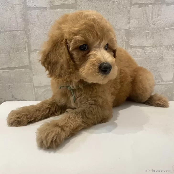 t 様のお迎えした子犬