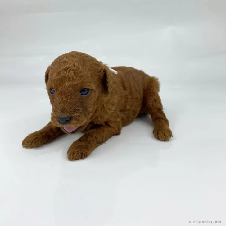 ID：2505-07210の子犬