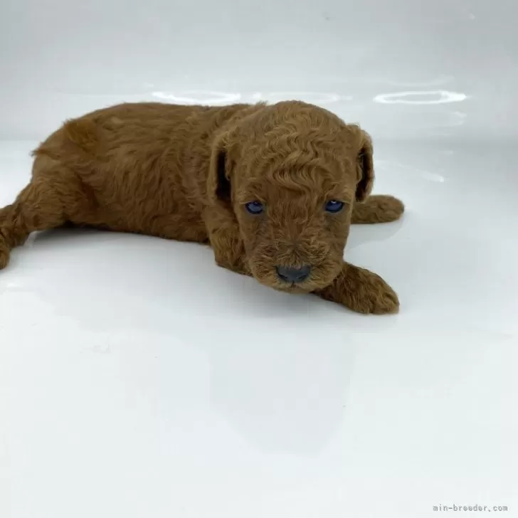 ID:2505-07219の子犬