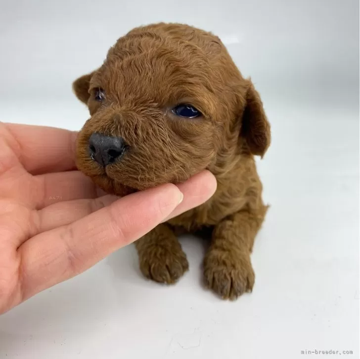 ID：2502-01344の子犬