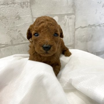 ミニチュアプードル【群馬県・女の子・2025年11月13日・レッド】の写真「人気★希少濃いレッド★唯一の女の子♪」