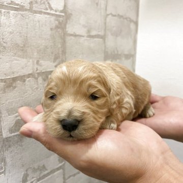 ゴールデンドゥードル(ゴールデンレトリバー×プードル)【群馬県・女の子・2025年10月28日・クリアゴールド】の写真「ムッチムチな女の子♪」