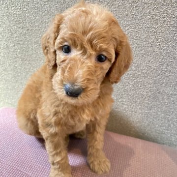 ミディアムプードル【群馬県・女の子・2025年6月15日・レッド】の写真「希少！レッド★ミディアムプードル」