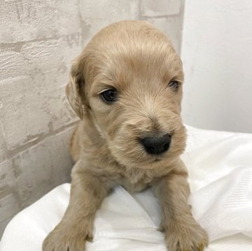 ゴールデンドゥードル(ゴールデンレトリバー×プードル)【群馬県・男の子・2025年10月28日・クリアゴールド】の写真「ムッチムチ♂♪」