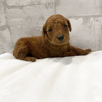 ミニチュアプードル【群馬県・男の子・2025年11月13日・レッド】の写真「人気★希少濃いレッド★黄色R」