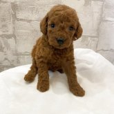 ミディアムプードル