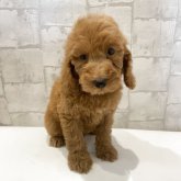 ミディアムプードル