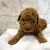 ミニチュアプードル