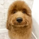 ミディアムプードル