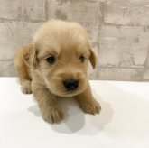 ゴールデンレトリバー