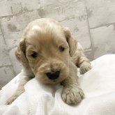 ゴールデンドゥードル(ゴールデンレトリバー×プードル)