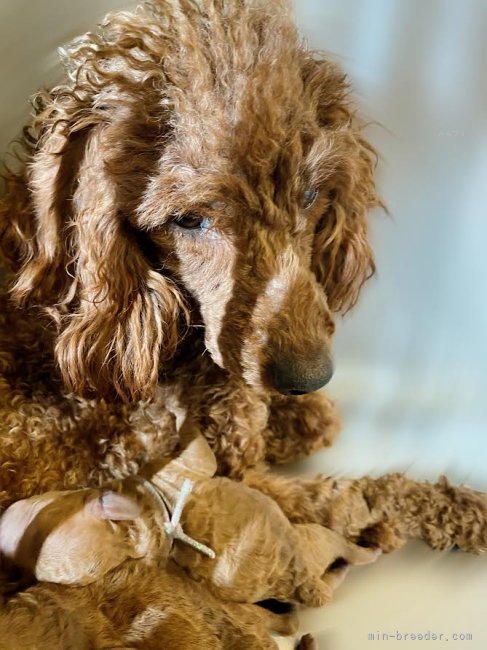 ミディアムプードル【・女の子・2023年5月29日・レッド】