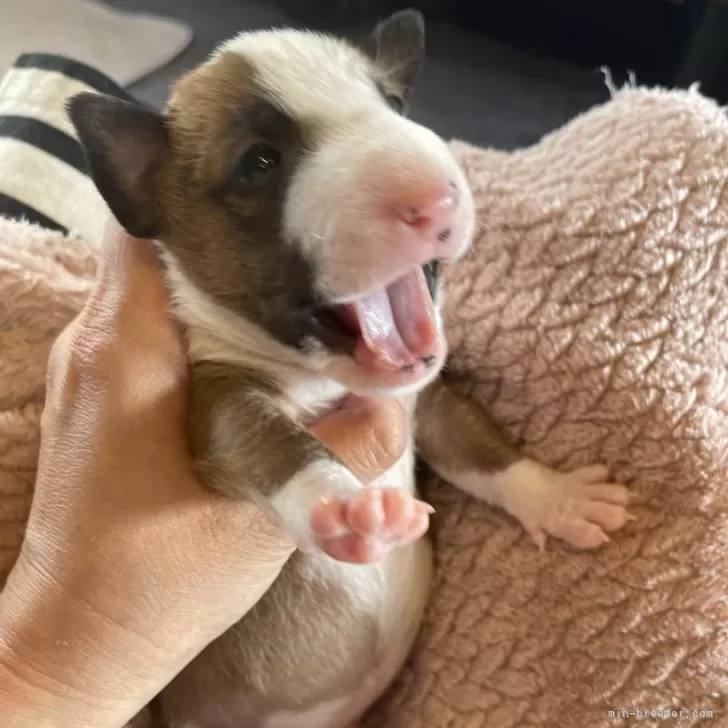 ID：2403-06847の子犬