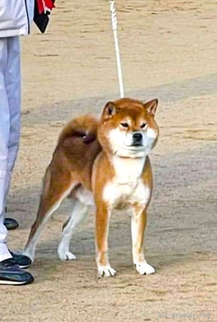 足立　敏和(あだち　としかず)ブリーダー(兵庫県・柴犬・日本犬保存会登録)の紹介写真3
