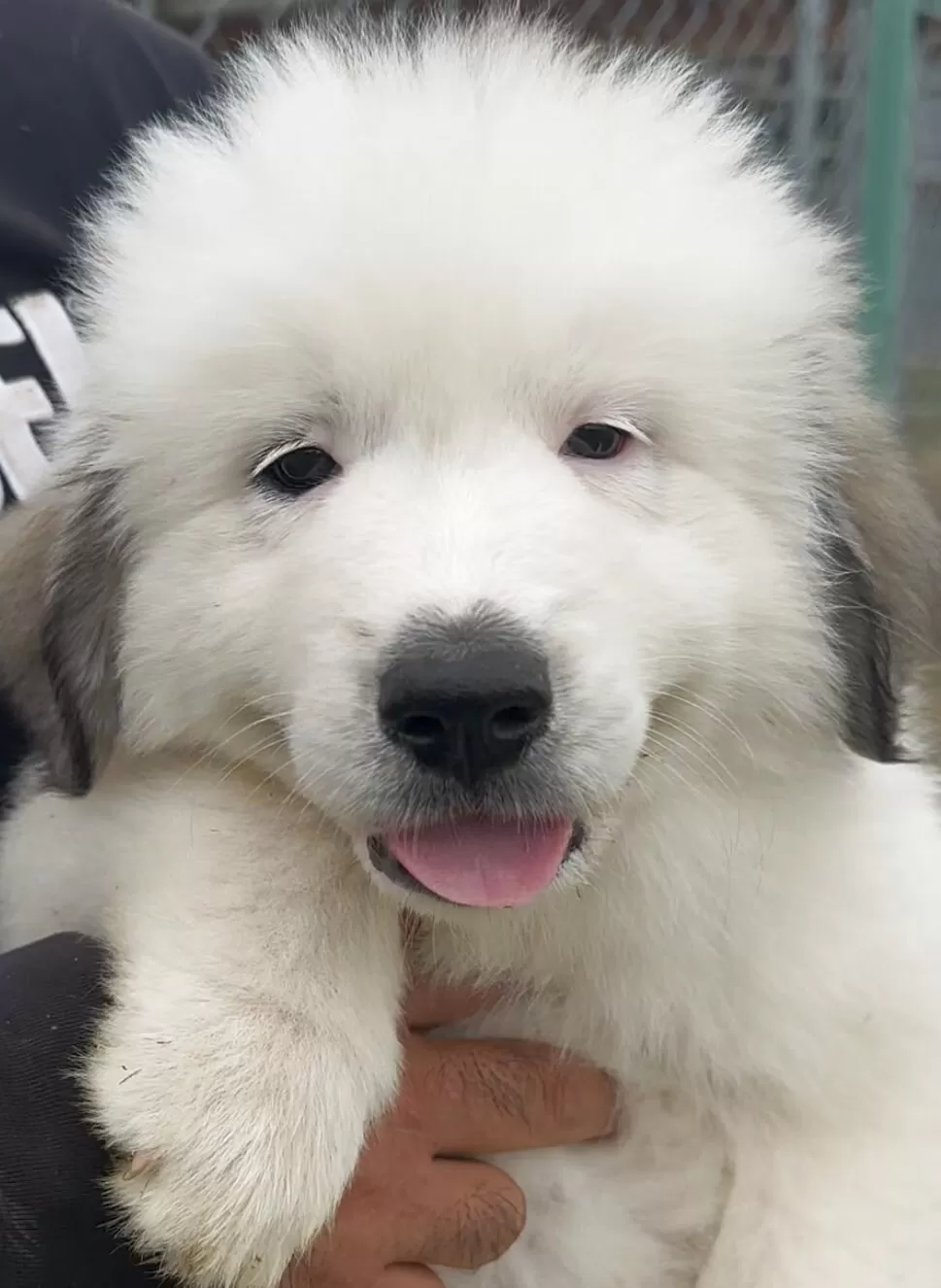 ID：2506-02428の子犬