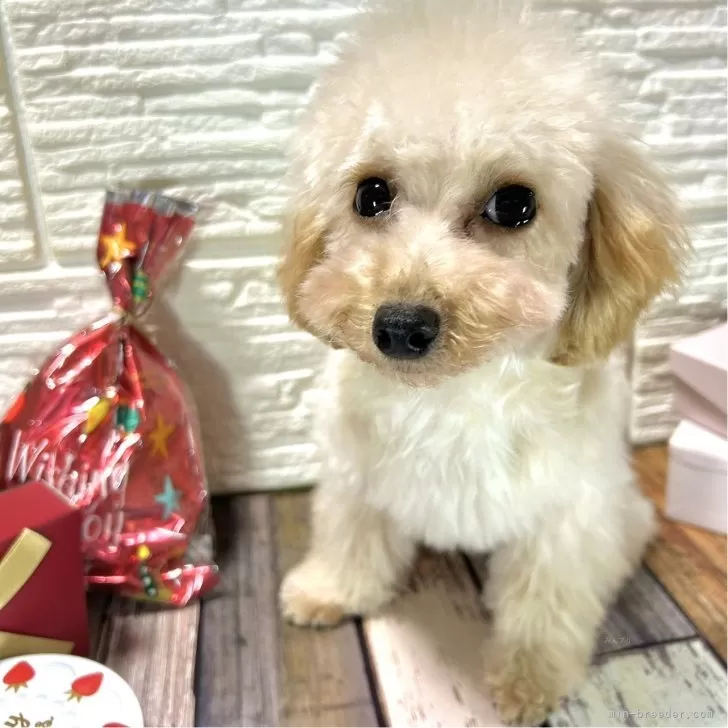 ID：2409-06282の子犬