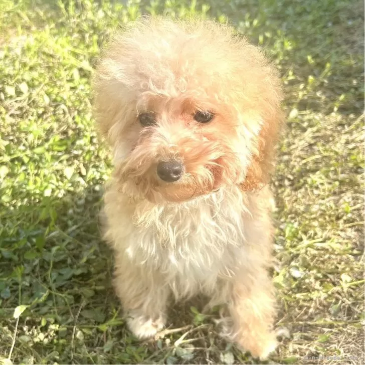 ID：2409-06276の子犬