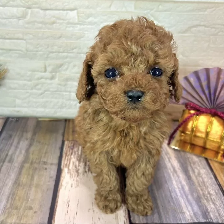 ミー 様のお迎えした子犬