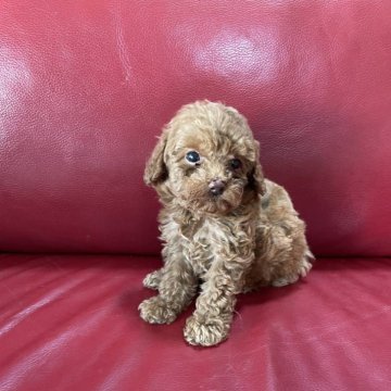 トイプードル(トイ)【愛媛県・女の子・2025年8月23日・レッド】の写真「目のくりっとした女の子」