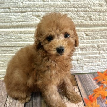 トイプードル(トイ)【愛媛県・男の子・2025年8月26日・レッド】の写真「目のくりっとした男の子」