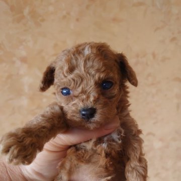 トイプードル(ティーカップ)【愛媛県・女の子・2025年10月15日・レッド】の写真「おっとりした女の子」