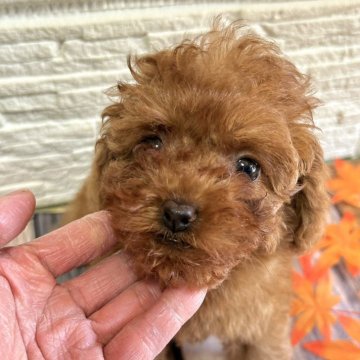 トイプードル(トイ)【愛媛県・男の子・2025年8月23日・レッド】の写真「目のくりっとした男の子」