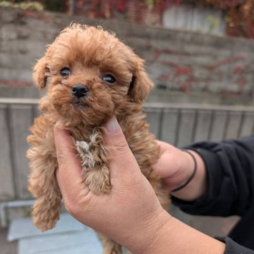 トイプードル(ティーカップ)【愛媛県・女の子・2025年10月15日・レッド】の写真「お値段的な交渉も可能です」