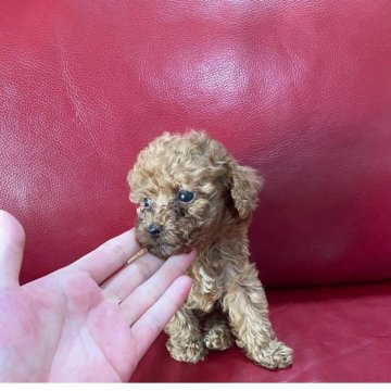 トイプードル(トイ)【愛媛県・男の子・2025年8月23日・レッド】の写真「目のくりっとした男の子」