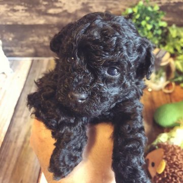 トイプードル(タイニー)【愛媛県・男の子・2020年3月24日・ブラック】の写真「小柄なブラックの男の子です。」