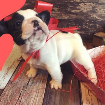 フレンチブルドッグ【愛媛県・女の子・2020年1月4日・パイド】の写真「愛嬌たっぷり！人懐っこい女の子です。」