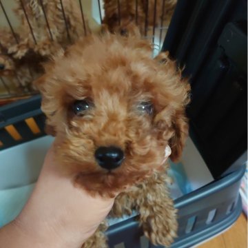 トイプードル(トイ)【愛媛県・男の子・2024年4月22日・レッド】の写真「マズルの短い」