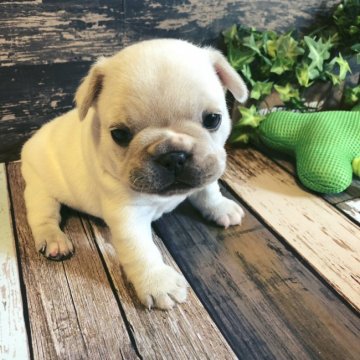フレンチブルドッグ【愛媛県・女の子・2019年10月14日・クリーム】の写真「ムチムチコロコロで大人しくて人懐っこい女の子です。」
