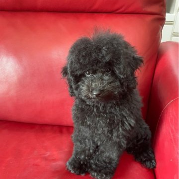 トイプードル(トイ)【愛媛県・女の子・2024年5月1日・ブラック】の写真「マズルが短い」