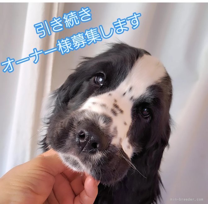 伊藤典子ブリーダーのブログ：期間限定❣️お値段変更しました❣️