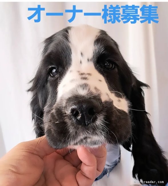 伊藤典子ブリーダーのブログ：３ヶ月になりました🩵🩵🩵🩵🩵🩵🩵🩵🩵🩵