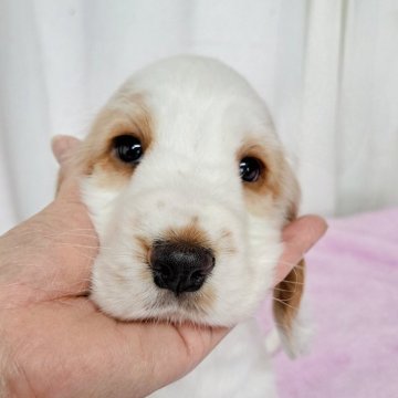 イングリッシュコッカースパニエル【埼玉県・女の子・2025年9月4日・オレンジ&ホワイト】の写真「朗らかでとってもチャーミングな女の子🧡」