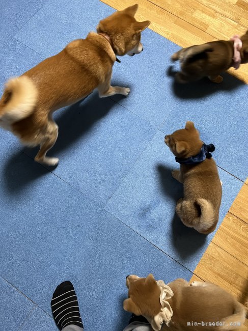 小さな犬舎だからこそ、このように毎日運動もしっかりとってます！^ ̳ට ̫ ට ̳^｜橋爪　誠一(はしづめ　せいいち)ブリーダー(三重県・柴犬・日本犬保存会登録)の紹介写真3