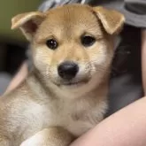 柴犬(標準サイズ)【三重県・女の子・2025年4月13日・赤毛】の写真11