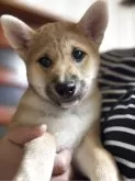 柴犬(標準サイズ)【三重県・女の子・2025年4月13日・赤毛】の写真15