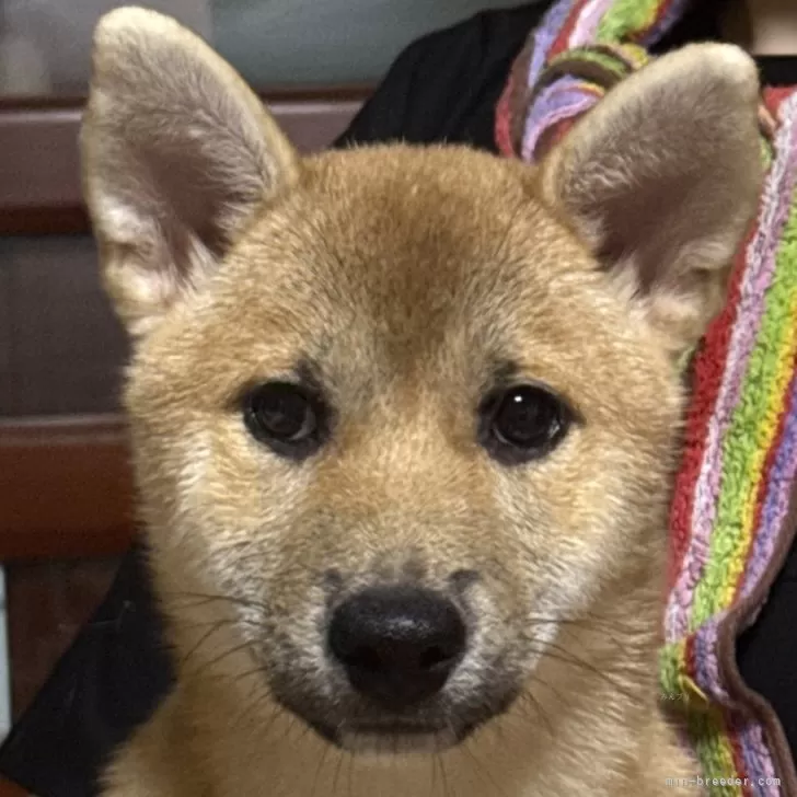 さくらの母 様のお迎えした子犬