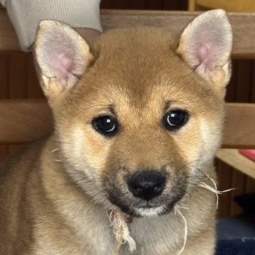 柴犬(標準サイズ)【三重県・女の子・2025年1月28日・赤毛】の写真「人懐っこい目が綺麗な美形の女の子！賢い子です」