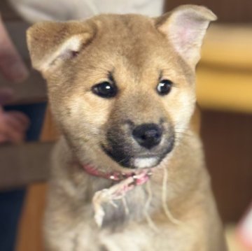 柴犬(標準サイズ)【三重県・女の子・2025年1月28日・赤毛】の写真「人懐っこいです！顔立ちもよく、大人しい子☺️」