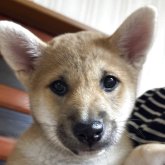 柴犬(標準サイズ)